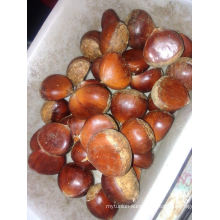 New Crop Fresh Chestnut